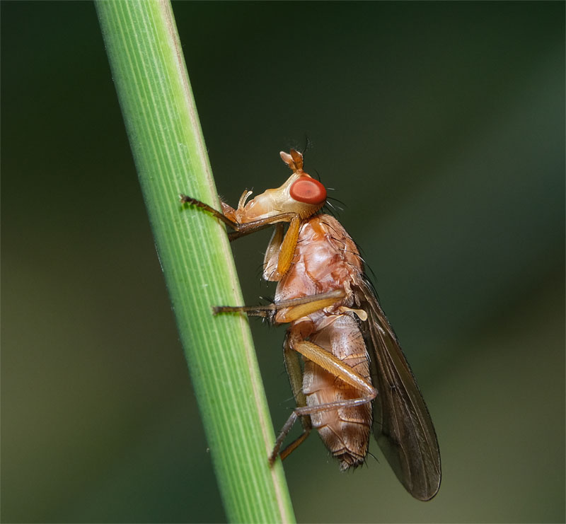 Tetanocera arrogans