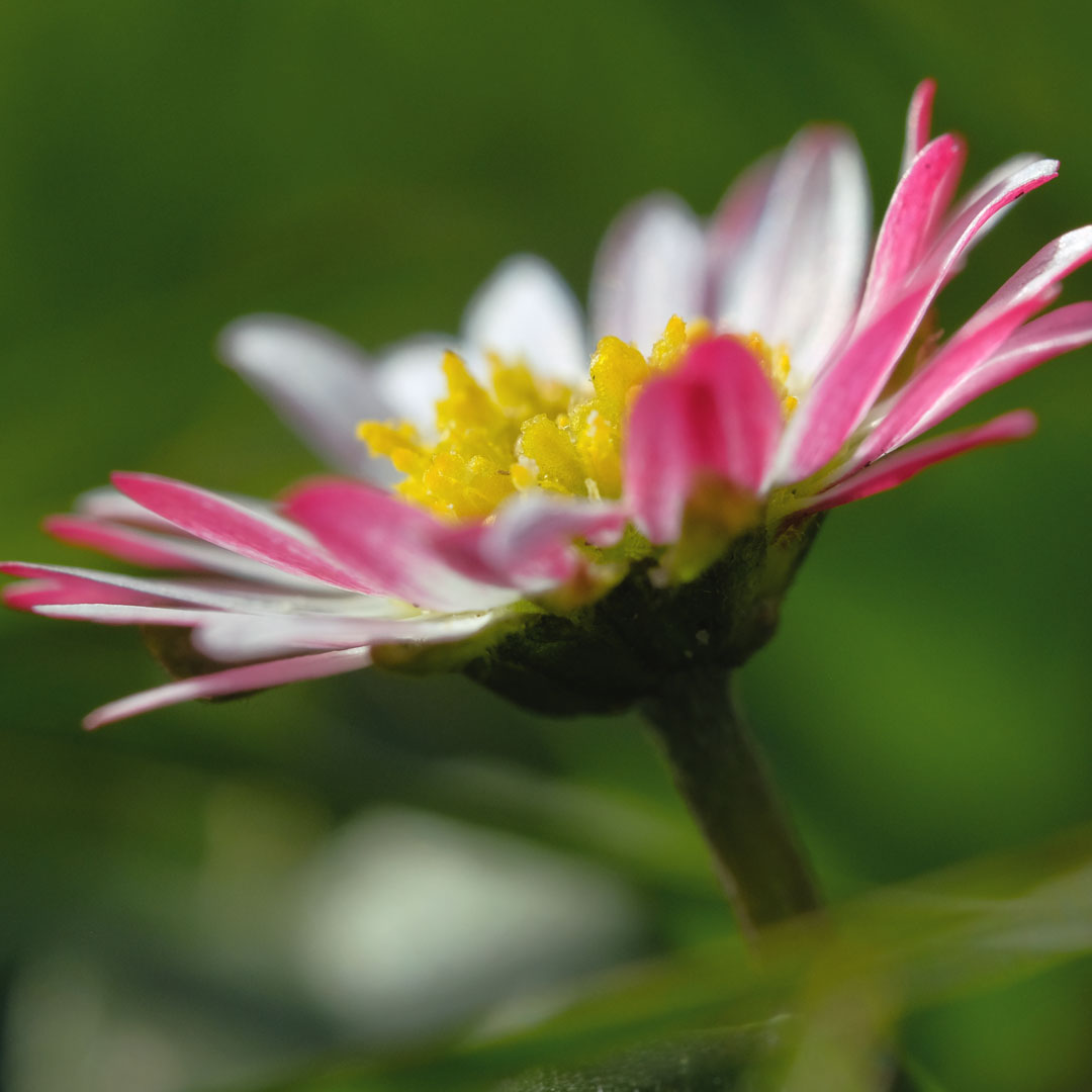Gänseblümchen | Pflanzen Fotografie | © Stephan Anlauf 