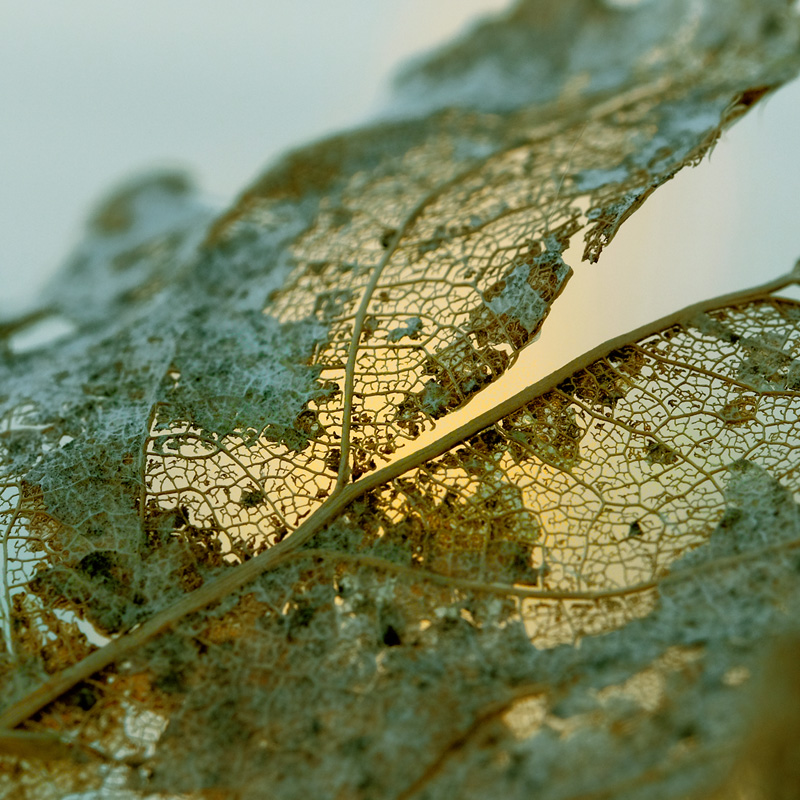 Eichenblatt | Pflanzen Fotografie | © Stephan Anlauf 