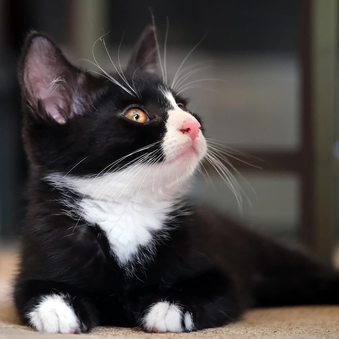 Katze