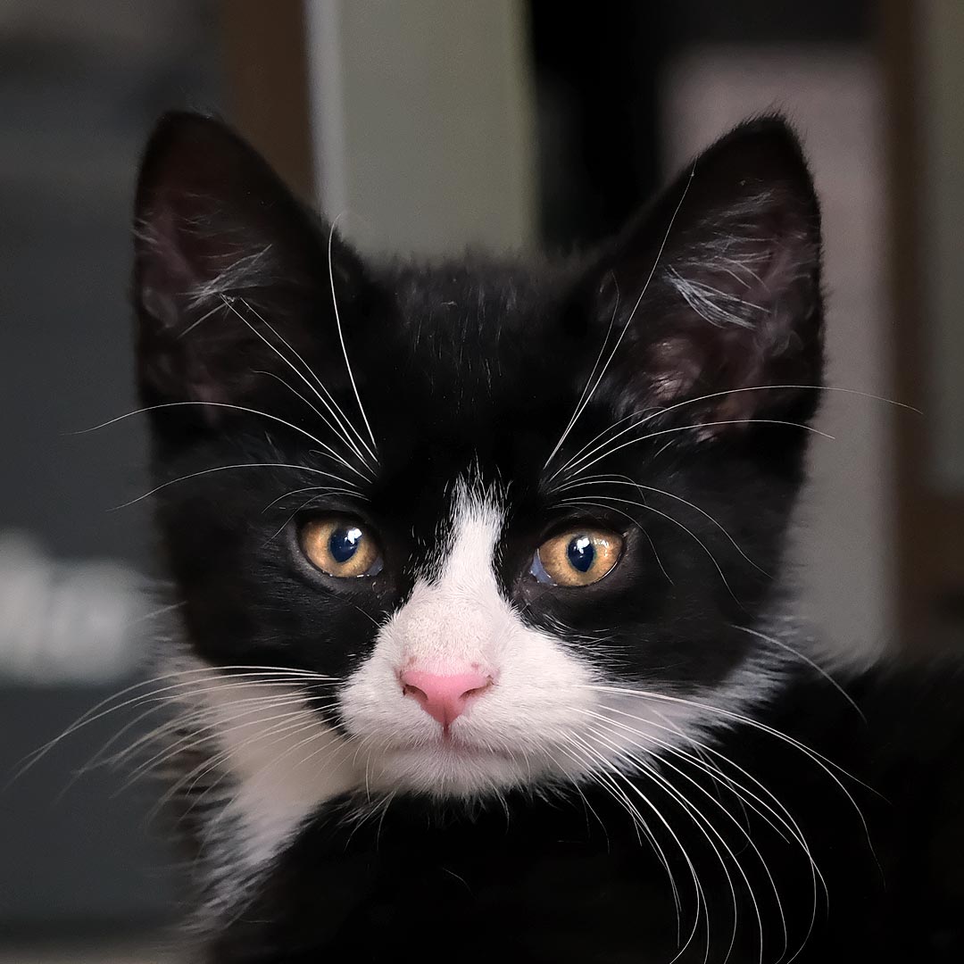 Katze