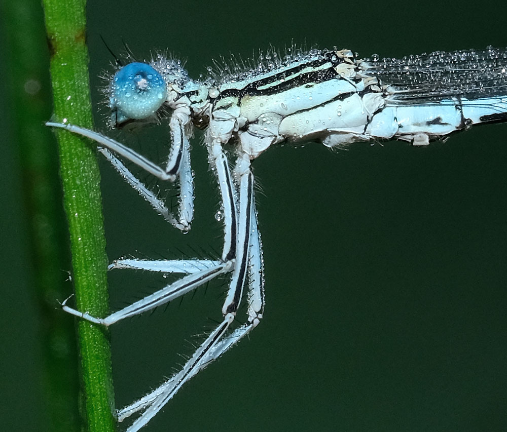 Federlibelle