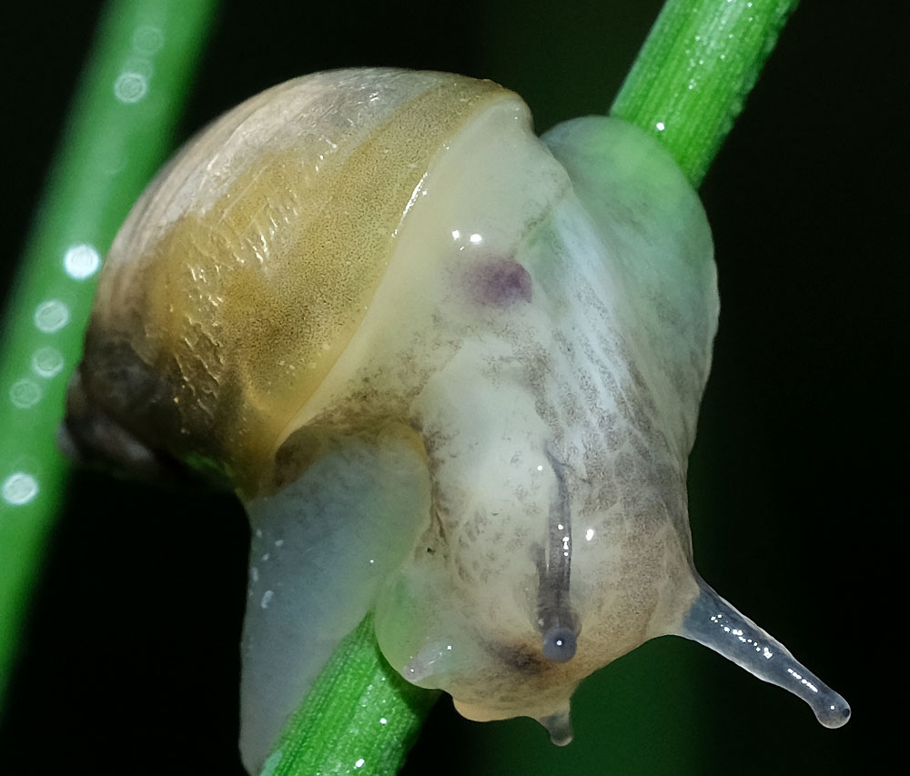 Landschnecke