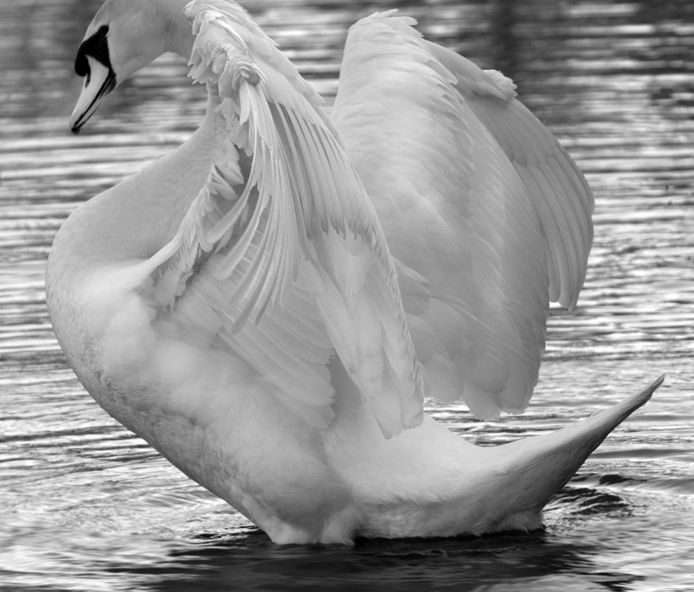 Höckerschwan