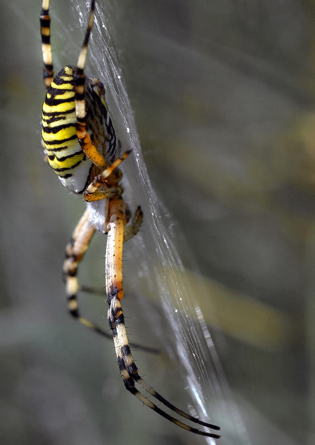 Wespenspinne | Makro Fotografie | © Stephan Anlauf