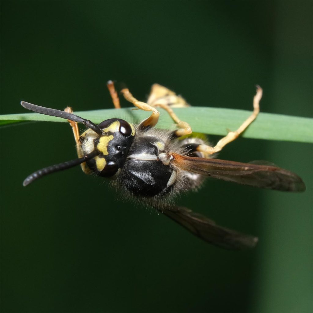 Vespula germanica