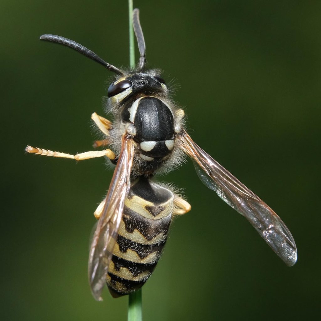 Vespula germanica