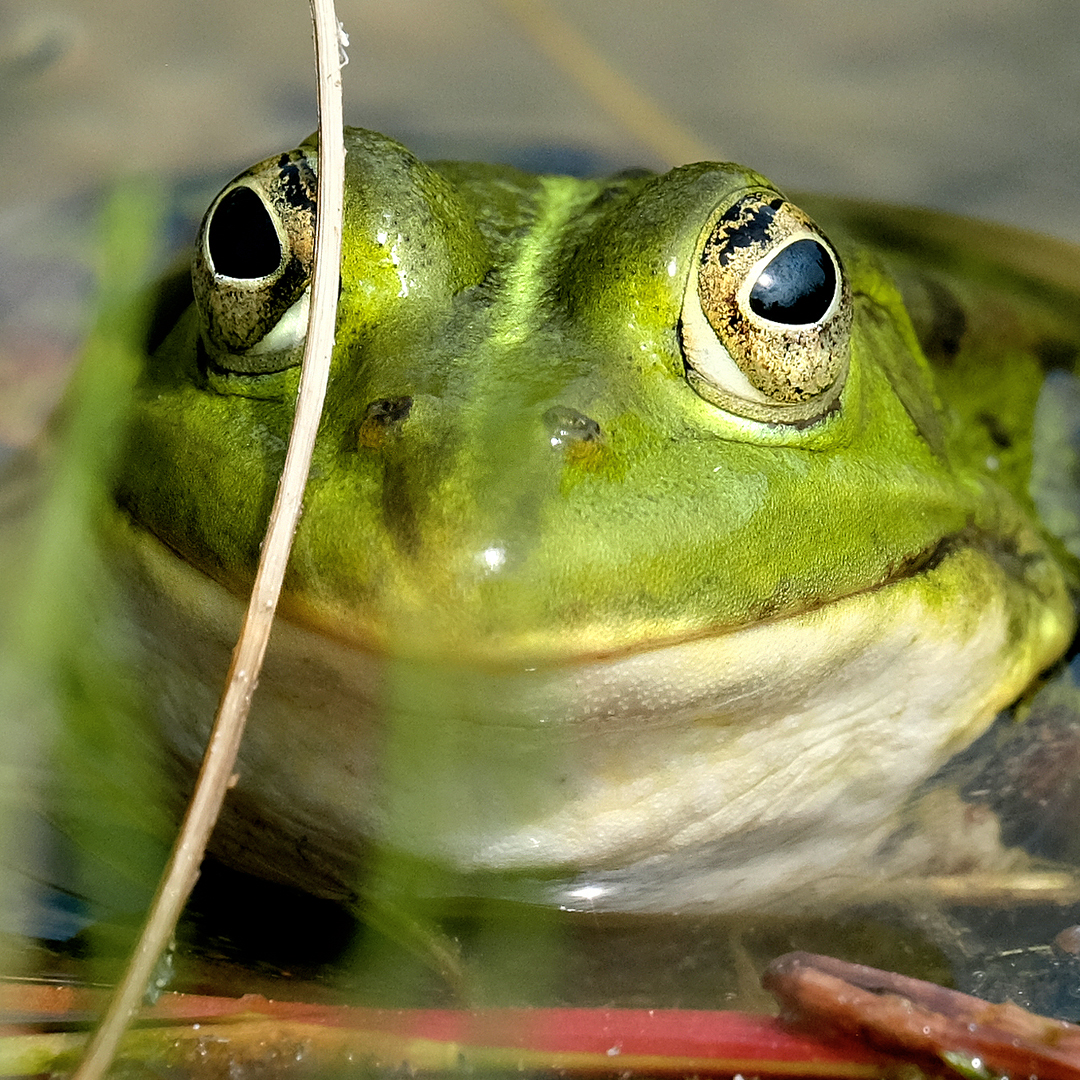 Laubfrosch
