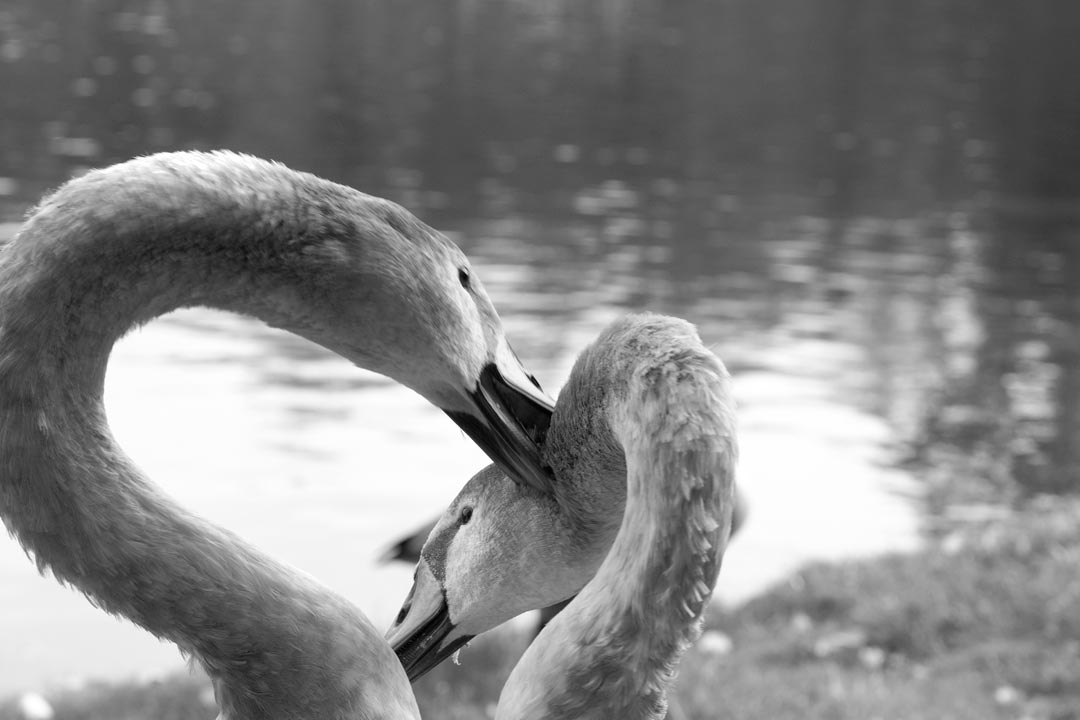 Tier Fotografie | © Stephan Anlauf