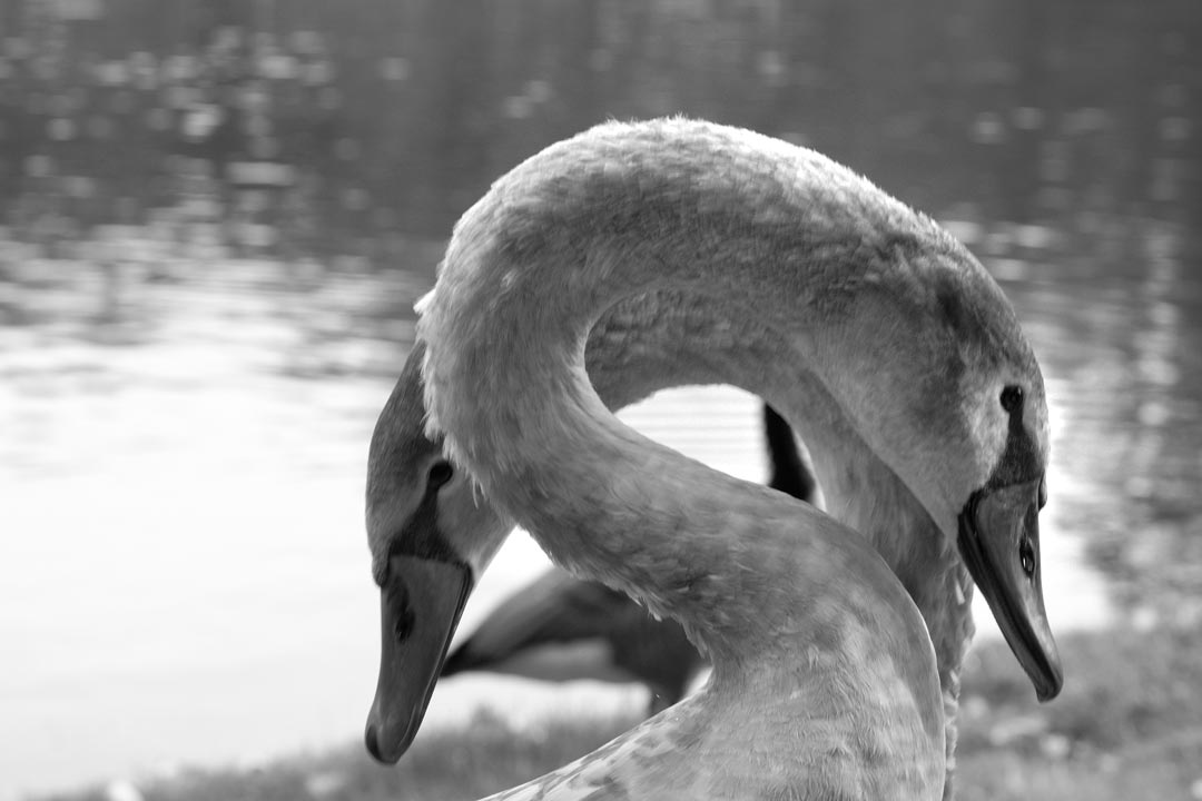 Tier Fotografie | © Stephan Anlauf