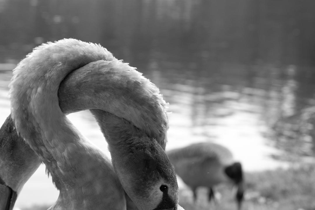 Tier Fotografie | © Stephan Anlauf