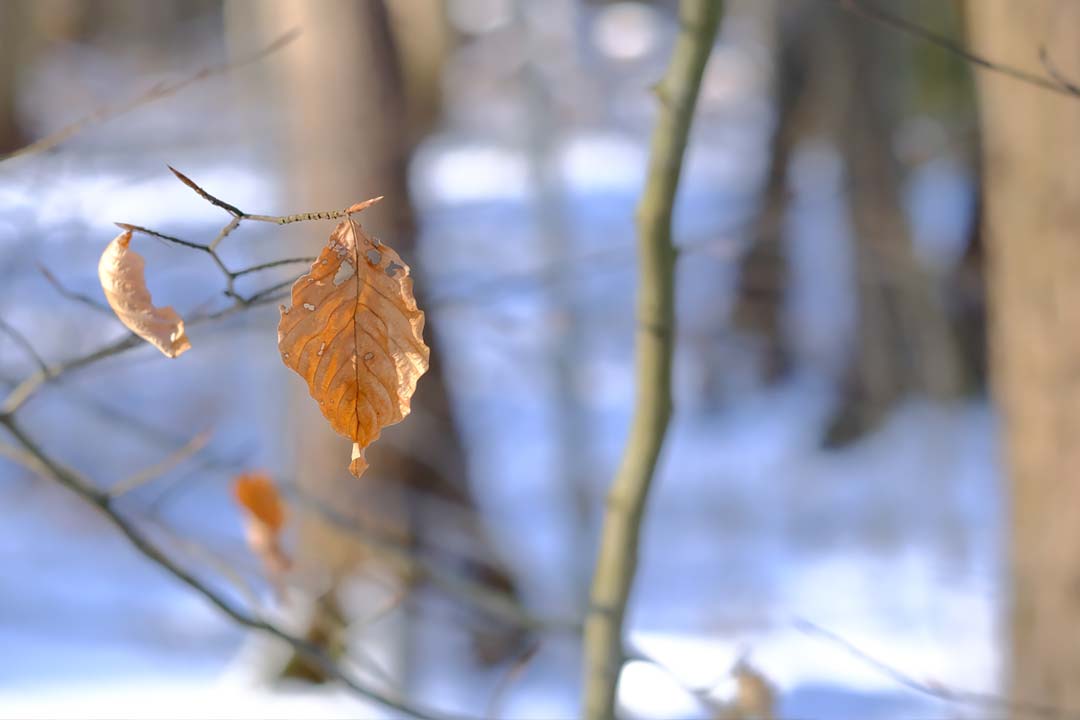 An den Mühlenteichen | Scharnebeck | Landschaftsfotografie | © Stephan Anlauf