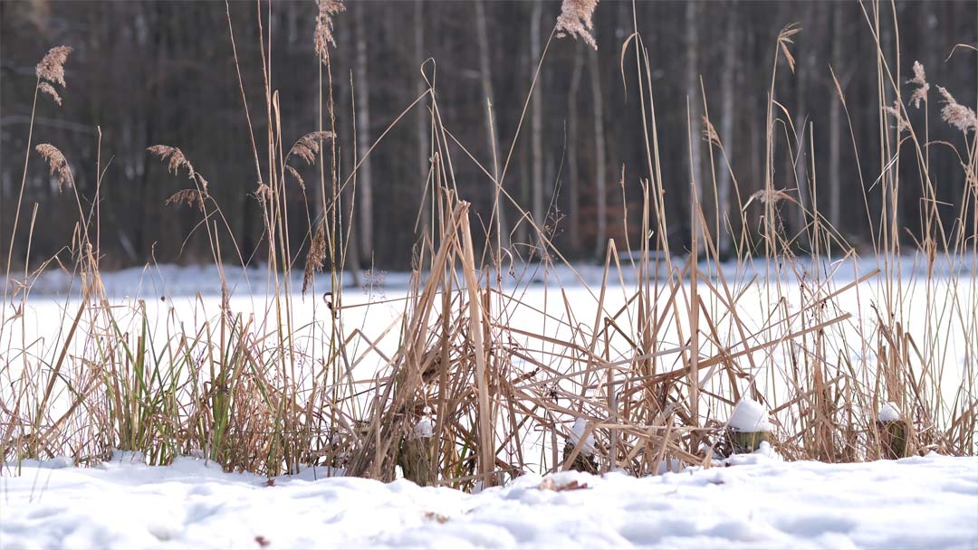 An den Mühlenteichen | Scharnebeck | Landschaftsfotografie | © Stephan Anlauf