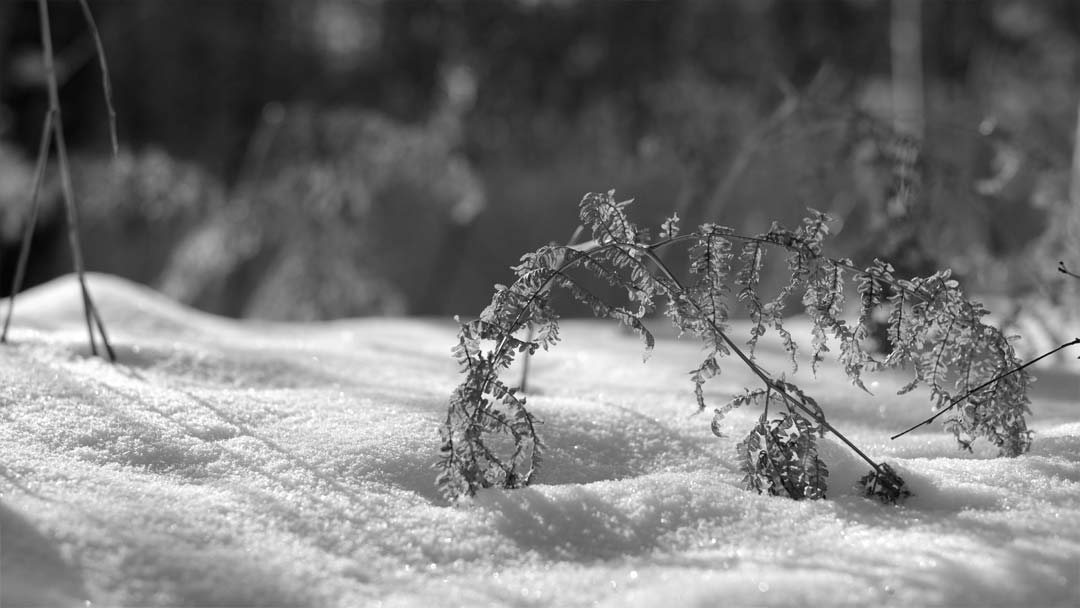An den Mühlenteichen | Scharnebeck | Landschaftsfotografie | © Stephan Anlauf