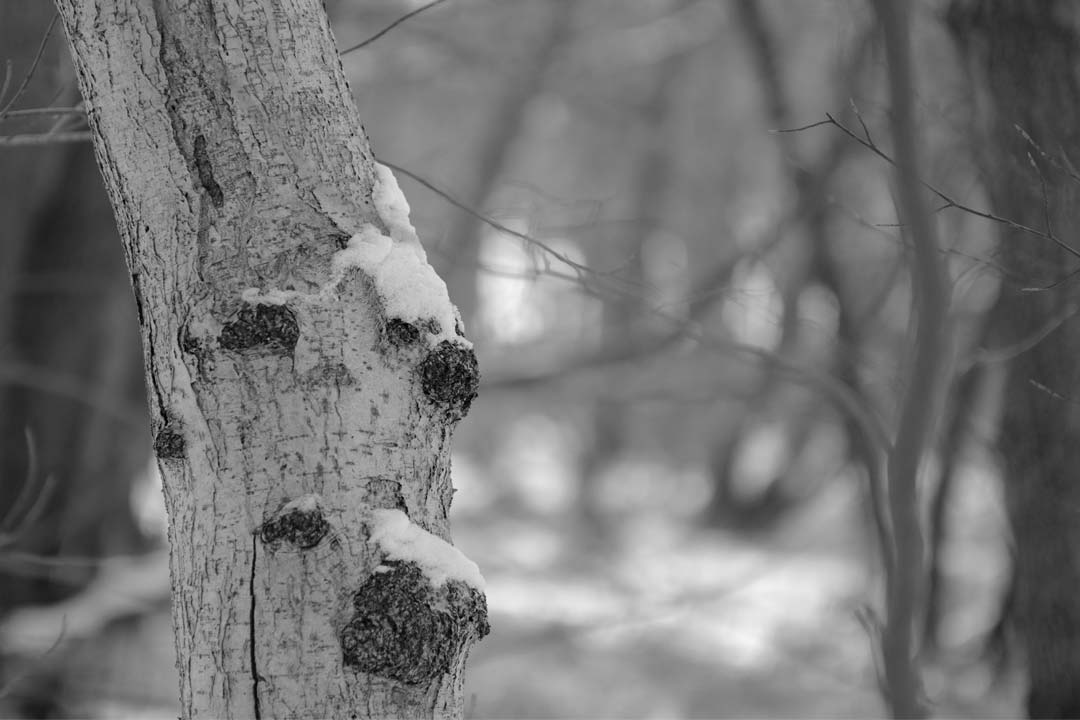 An den Mühlenteichen | Scharnebeck | Landschaftsfotografie | © Stephan Anlauf