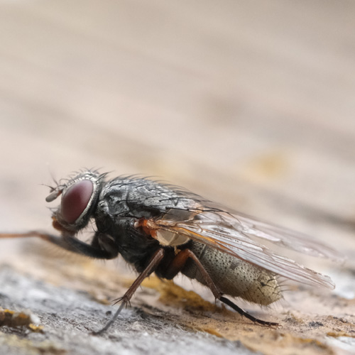 Stubenfliege | Makro Fotografie | © Stephan Anlauf