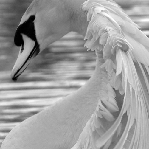 Höckerschwan | Tier Fotografie | © Stephan Anlauf