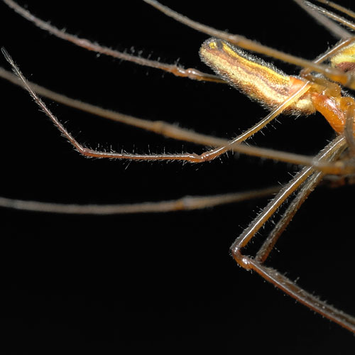 Stretch Spinne | Makro Fotografie | © Stephan Anlauf