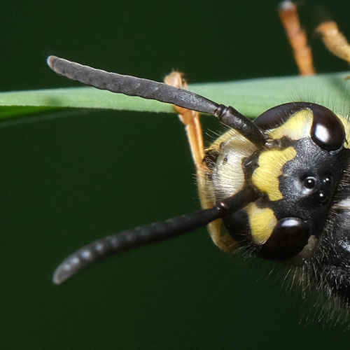 Vespula germanica | Makro Fotografie | © Stephan Anlauf