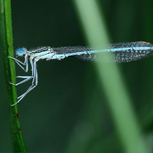 Federlibelle | Makro Fotografie | © Stephan Anlauf