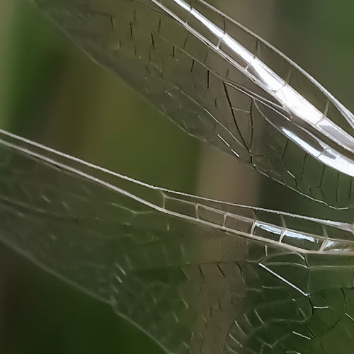 Grosse Heidelibelle | Makro Fotografie | © Stephan Anlauf