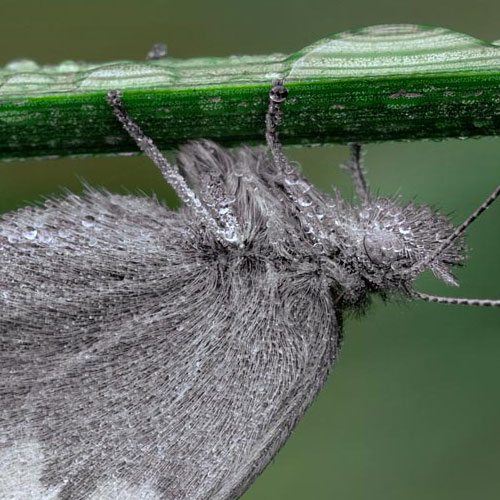 Nachtfalter | Makro Fotografie | © Stephan Anlauf