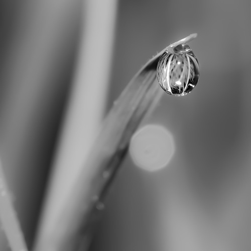 Tautropfen | Makro Fotografie | © Stephan Anlauf