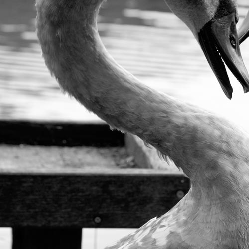 Tier Fotografie | Höckerschwäne | © Stephan Anlauf