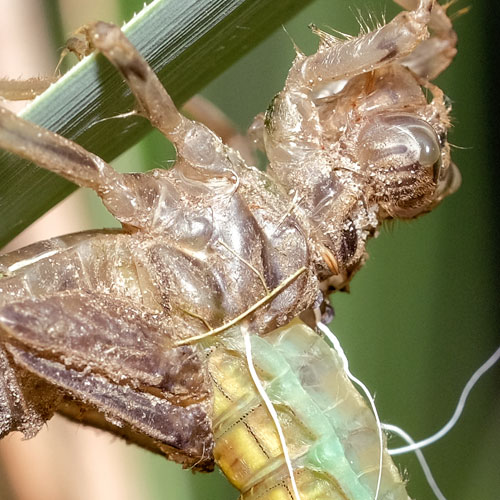 Geburt Heidelibelle | Makro Fotografie | © Stephan Anlauf