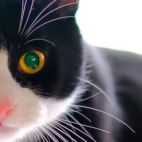 Cat Eyes