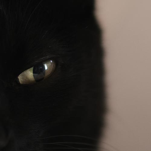 Katze | Minu